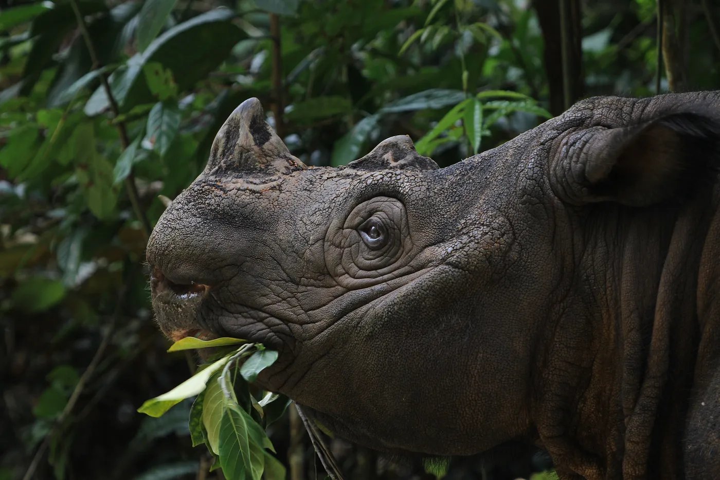 A close-up of a Sumatran rhinoceros chewing leaves