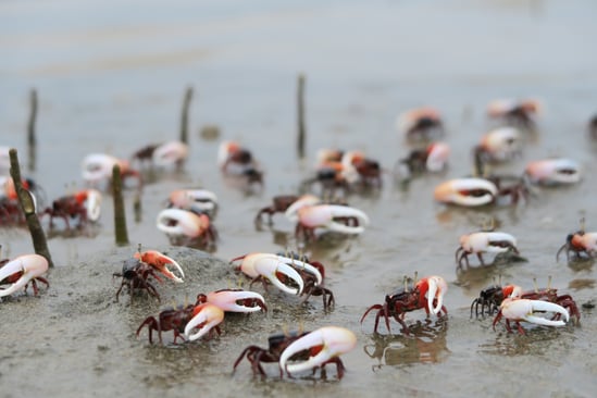 Land crabs — the next seabirds?  © Heri Mardinal / Adobe Stock