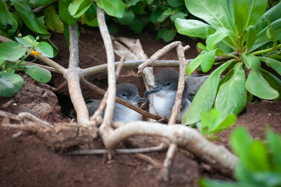 Nesting Wedge-Tailed Shearwater Birds  © LoweStock / Adobe Stock